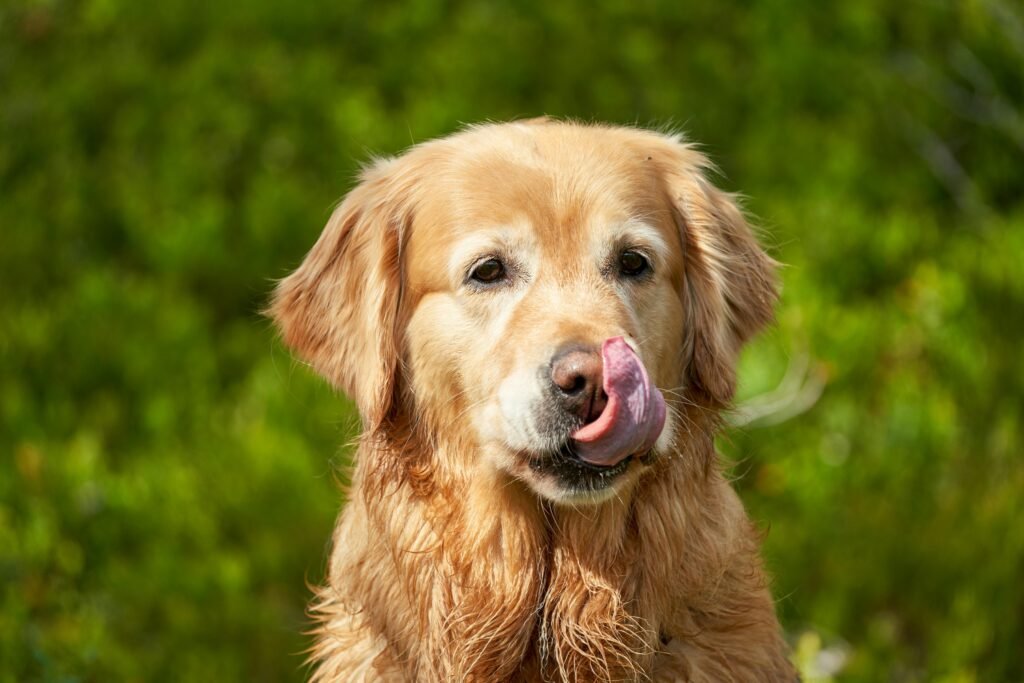 A golden retriever with its tongue out enjoys a sunny summer day outdoors in Norway.